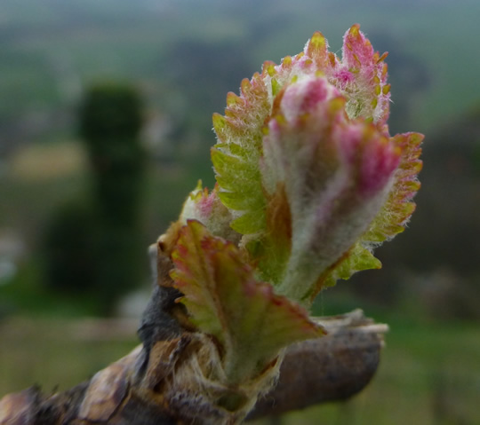 Knospe Nebbiolo am 3.4.2016